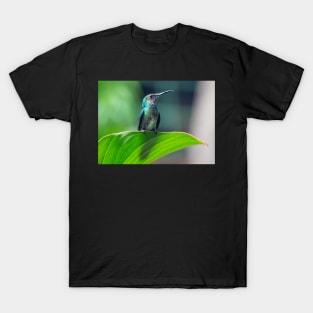 Hummingbird T-Shirt